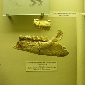 Schizotherium turgaicum jaw fragments