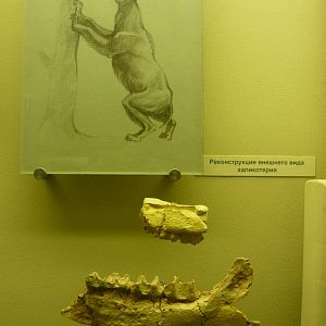 Schizotherium turgaicum jaw fragments and Chalicothere reconstruction