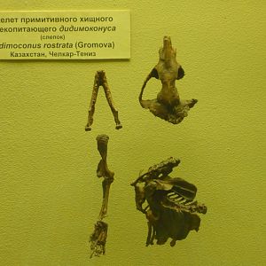 Didymoconus rostrata incomplete skeleton (cast)