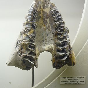 Allacerops turgaica upper jaw fragment