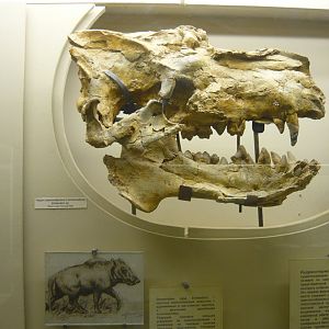 Enthelodon sp. skull