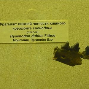 Hyaenodon sp. mandible fragment