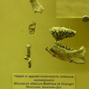 Myomeryx altaicus skull and limb fragments