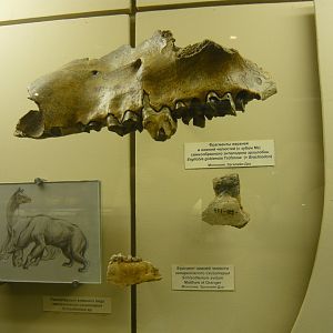 Ergilobia (=Brachyodon) gobiensis and Schizotherium avitum jaw fragment