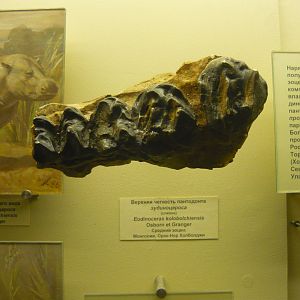 Eudinoceras kholobolchiensis upper jaw fragment (cast)