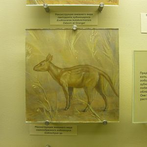 Gobiohyus sp. reconstruction