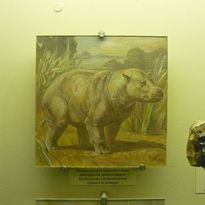 Eudinoceras kholobolchiensis reconstruction