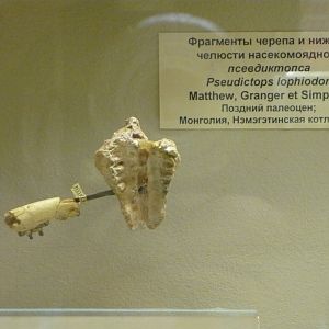 Pseudictops lophiodon skull and mandible fragments