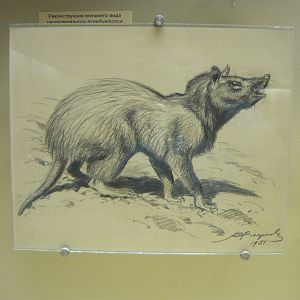 Pseudictops reconstruction