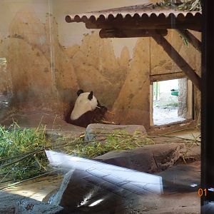 Zoo Aquarium de Madrid 1.10.17