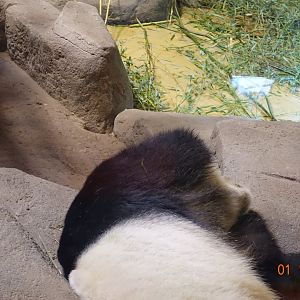 Zoo Aquarium de Madrid 1.10.17