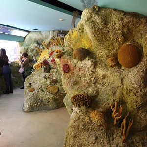 Fake coral in Coral-room