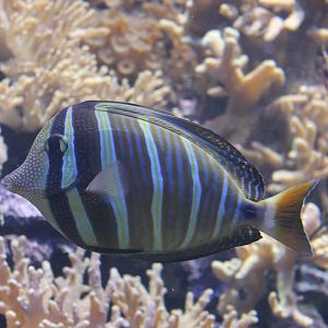 Pacific sailfin surgeonfish - Zebrasoma veliferum