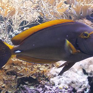 Eyestripe surgeonfish - Acanthurus dussumieri