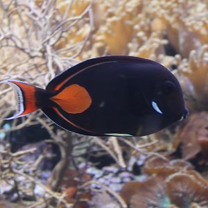 Achilles tang - Achanthurus achilles