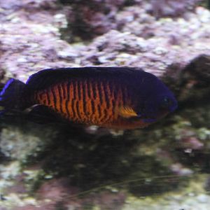 Two-spined dwarf angelfish - Centropyge bispinossa