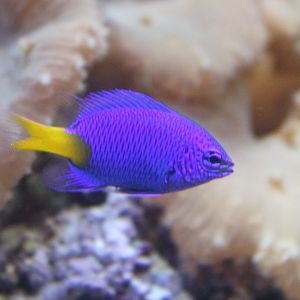 Chrysiptera parasema