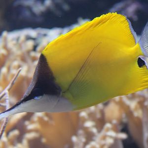 Forcipiger flavissimus - Long-nose butterflyfish