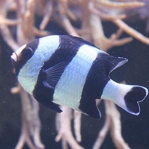 Black-tail humbug - Dascyllus melanurus