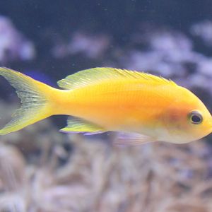 Anthias Species