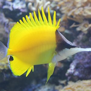 Longnose butterflyfish - Forcipiger flavissimus