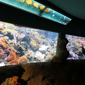 Coral tank