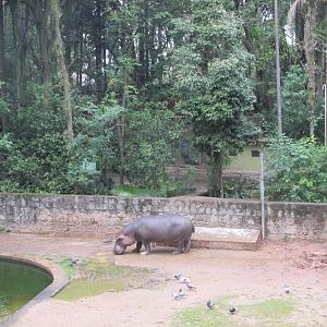 female hippopotamus