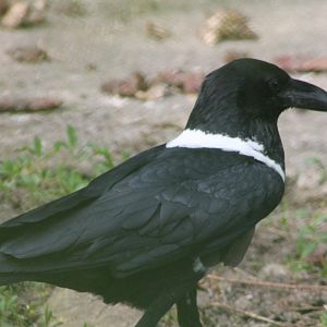Pied crow
