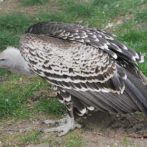Rüppel's vulture