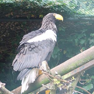 Steller sea-eagle