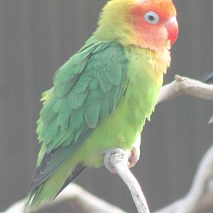 Nyasa lovebird