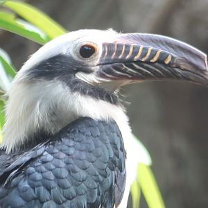 Luzon tarictic hornbill