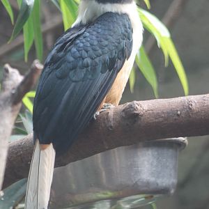 Luzon taractic hornbill