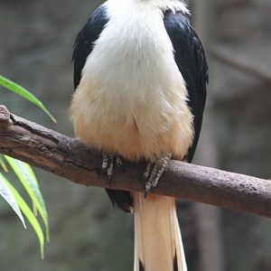 Luzon tarictic hornbill