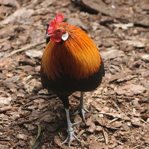 Red junglefowl