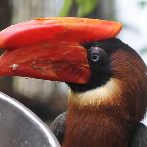 Rufous hornbill