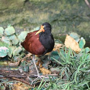 Wattled jacana