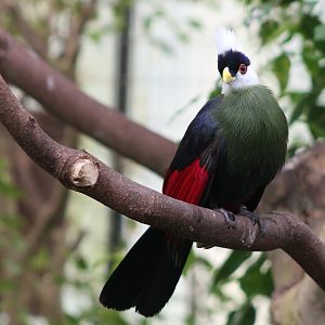 White-crested touraco