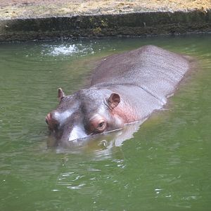female hippopotamus