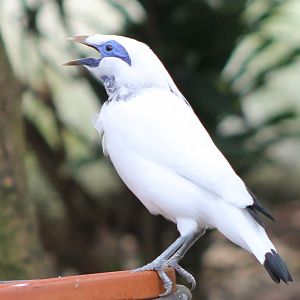 Bali myna