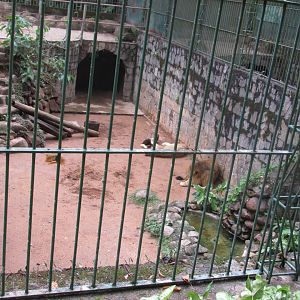 lion exhibit
