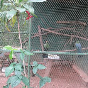white cheeked touraco aviary