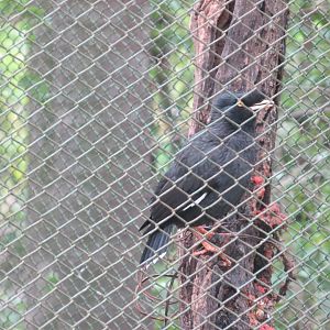 crested myna