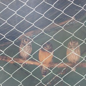 striped owls and spectacled owl