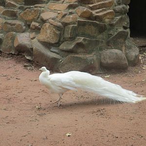 white peacock