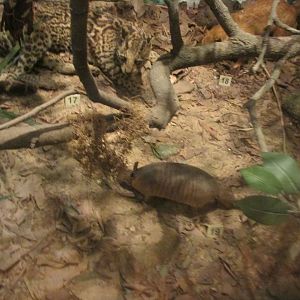 nine banded armadillo and ocelot