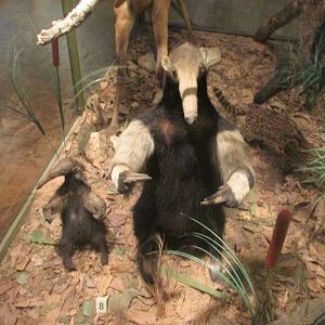 giant anteaters defensive posture