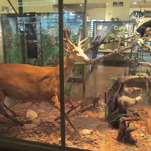 Brazilian species Museo de Historia Natural