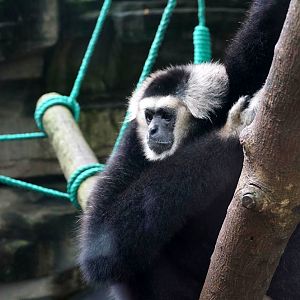 Pileated gibbon