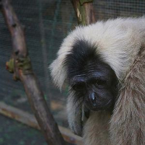 Pileated gibbon